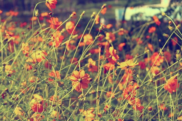 Schöne Blumen auf dem Feld im Sommer