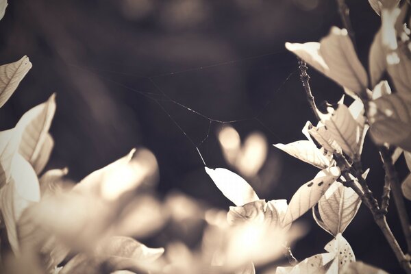 Vintage nature photo, leaves with cobwebs hanging on them, on a blurry background