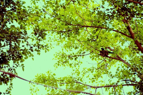 La nature est spéciale quand les arbres sont verts