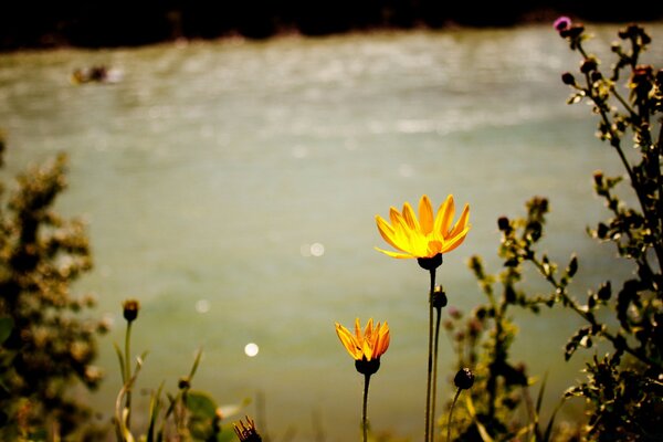 Floración de flores y puesta de sol