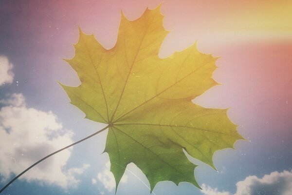 Feuille d érable jaune sur fond de ciel bleu