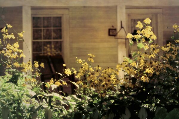 Daisies on the background of an old house