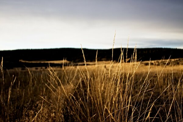 Photo Vintage de l herbe au coucher du soleil