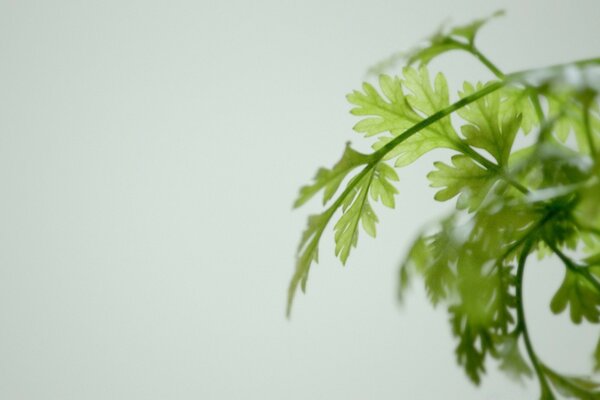 Ramita de vegetación sobre un fondo monocromático