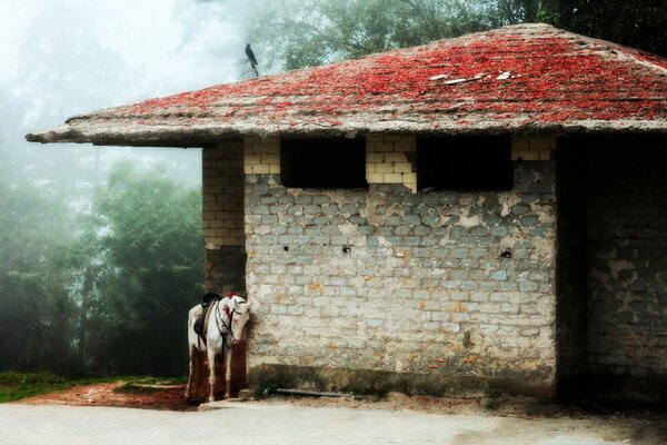 An unusual building. The horse at the wall