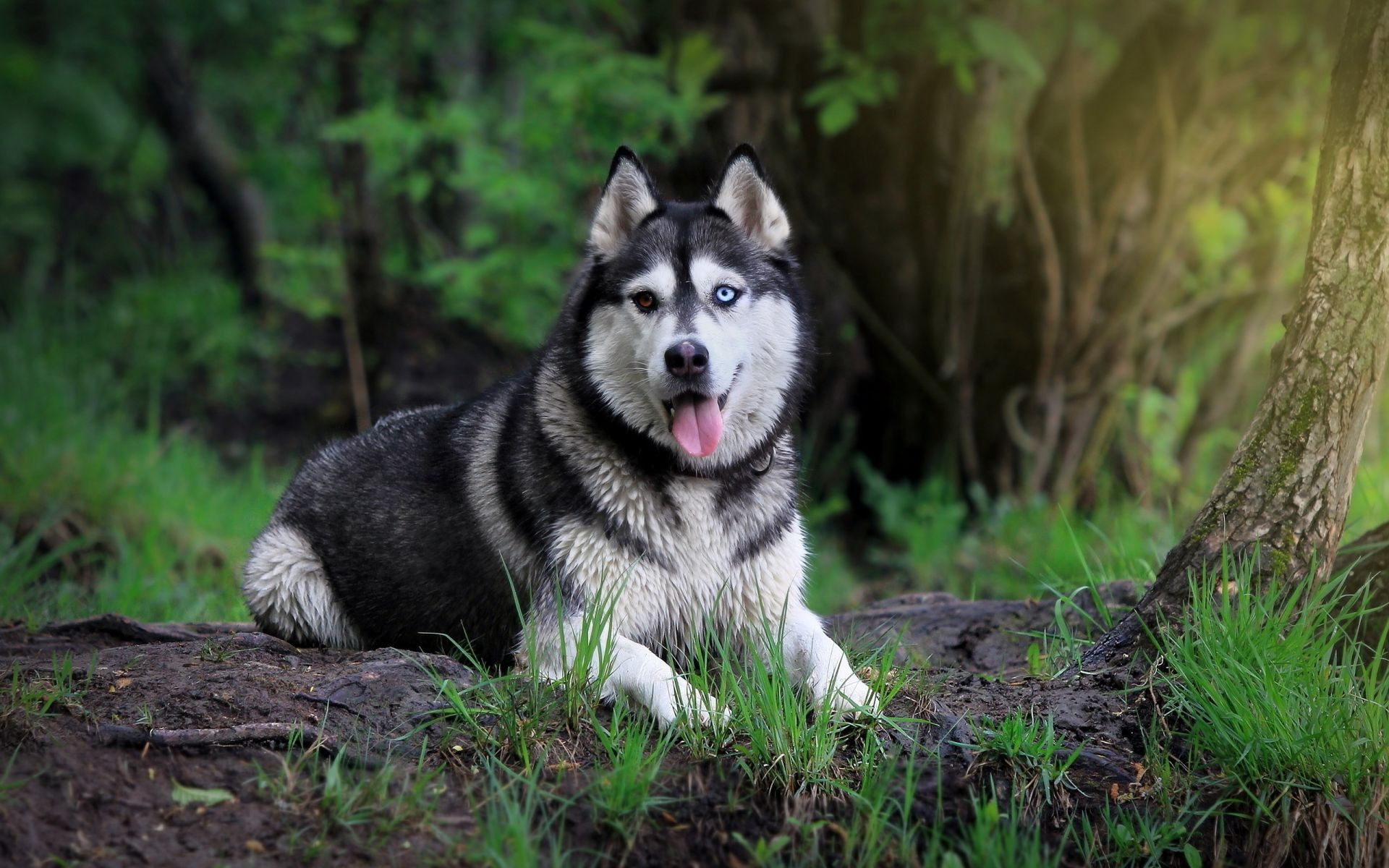 dogs mammal nature dog canine portrait grass cute animal wolf wood outdoors