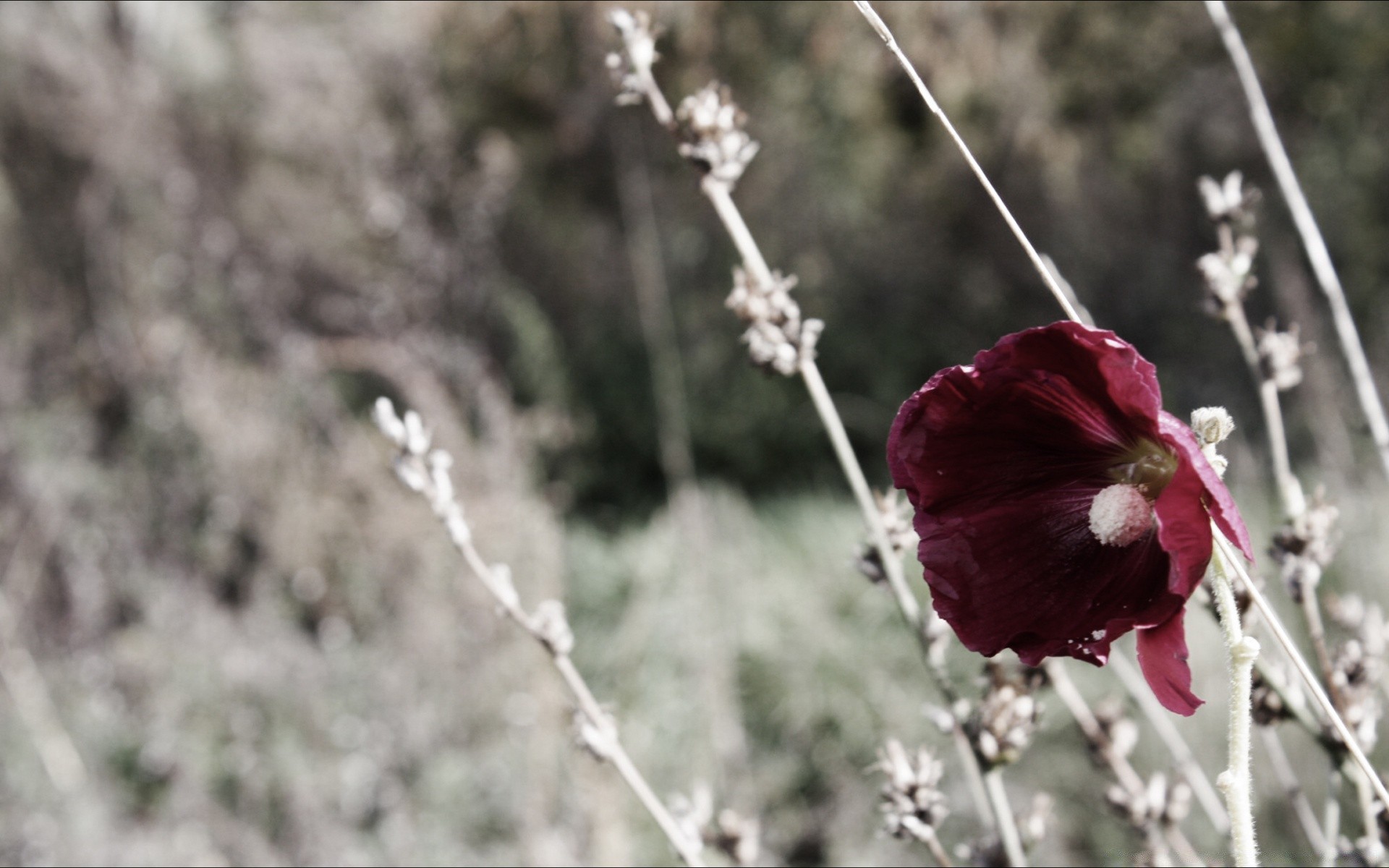 vintage flower nature flora season tree winter outdoors branch garden close-up color frost summer leaf bright beautiful