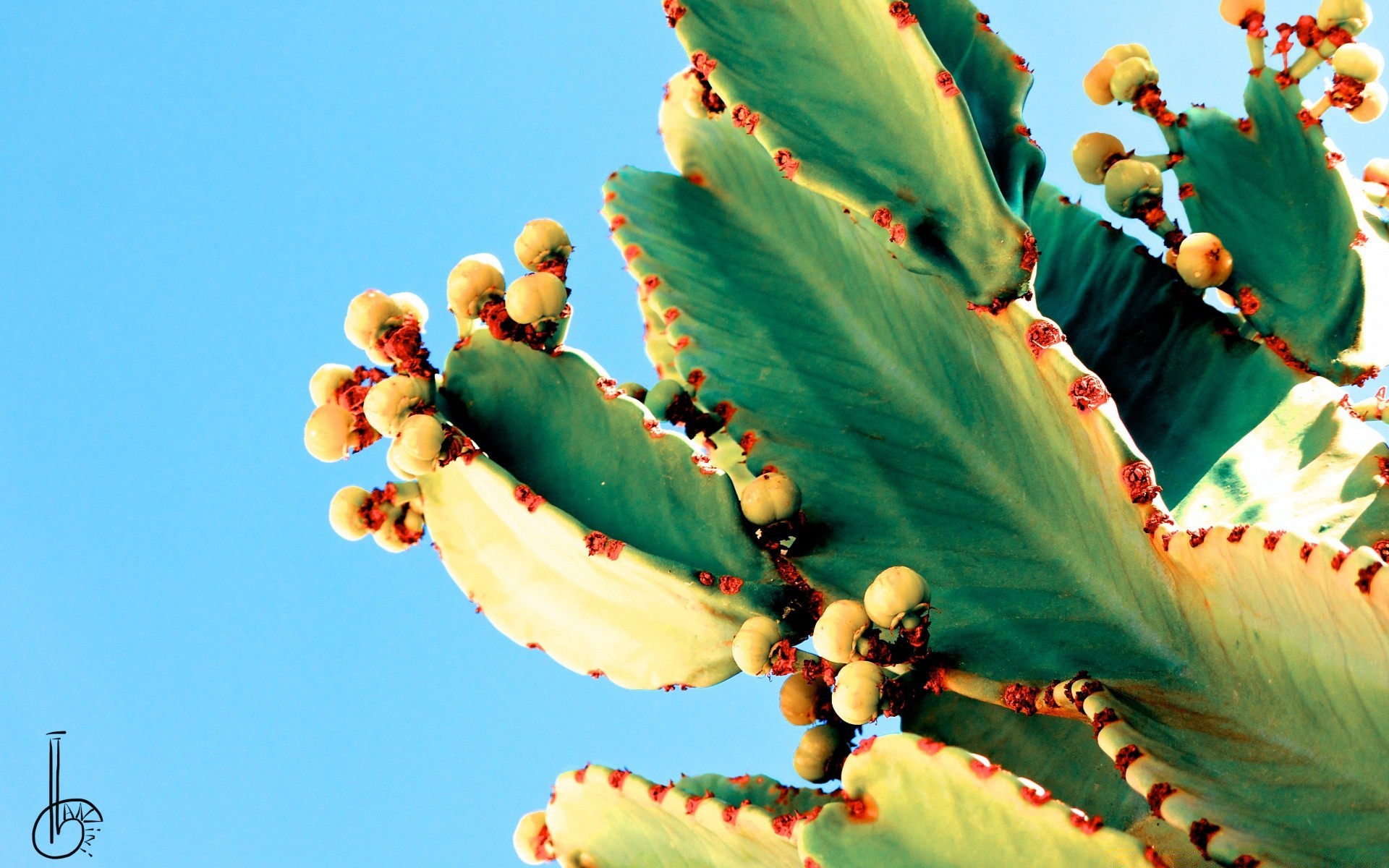 vintage festival cactus naturaleza al aire libre flor flora árbol cielo hoja color