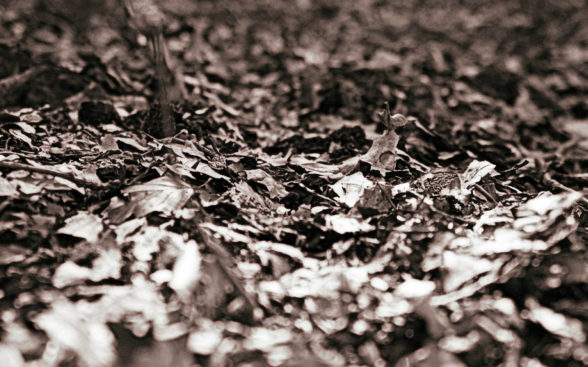 vintage área de trabalho textura abstrato padrão natureza folha monocromático close-up terra seco outono madeira tecido