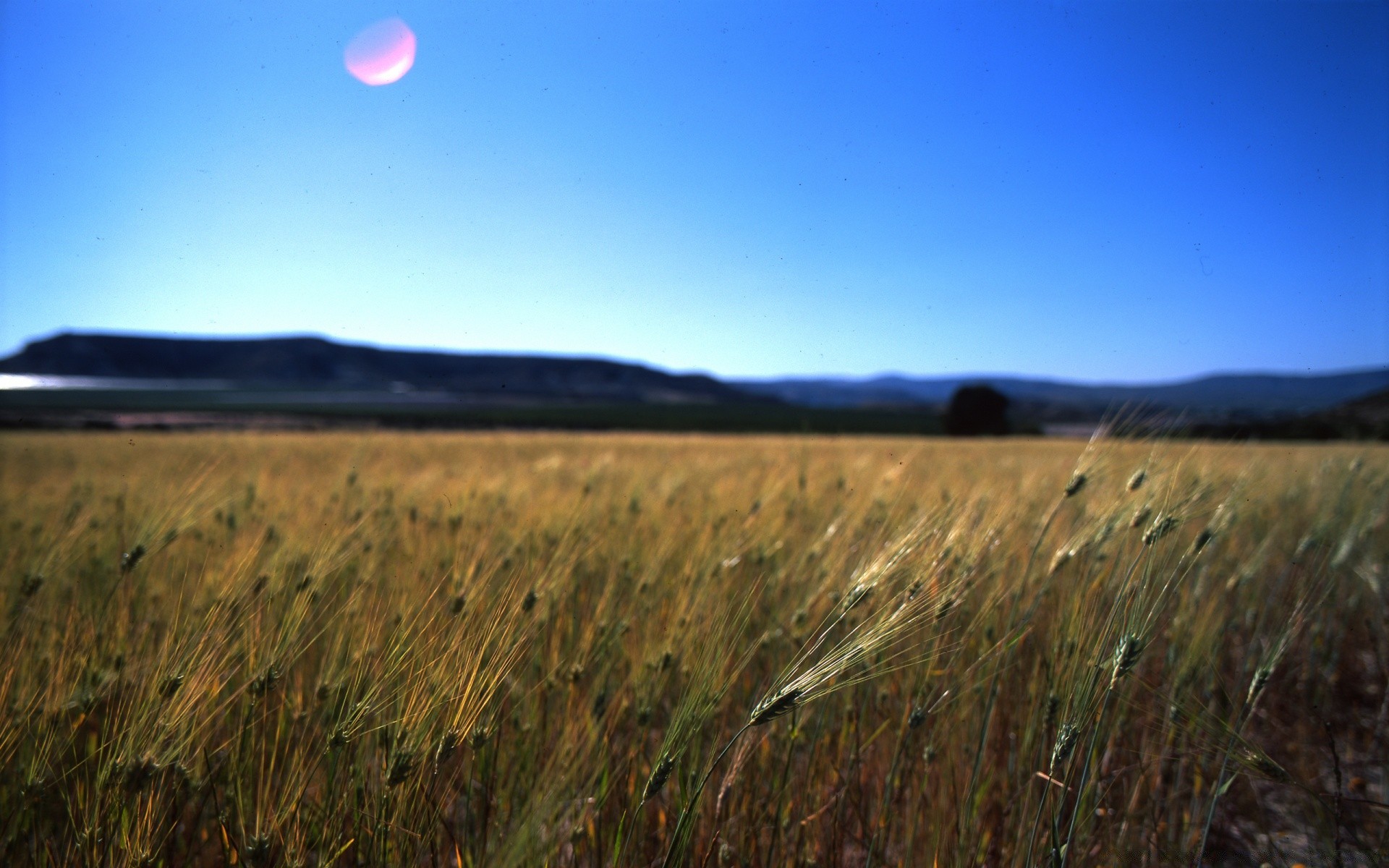 vintage paesaggio terreno coltivato grano agricoltura campo cereali all aperto cielo raccolto azienda agricola pascolo mais tramonto pascolo natura crescita luce del giorno alba