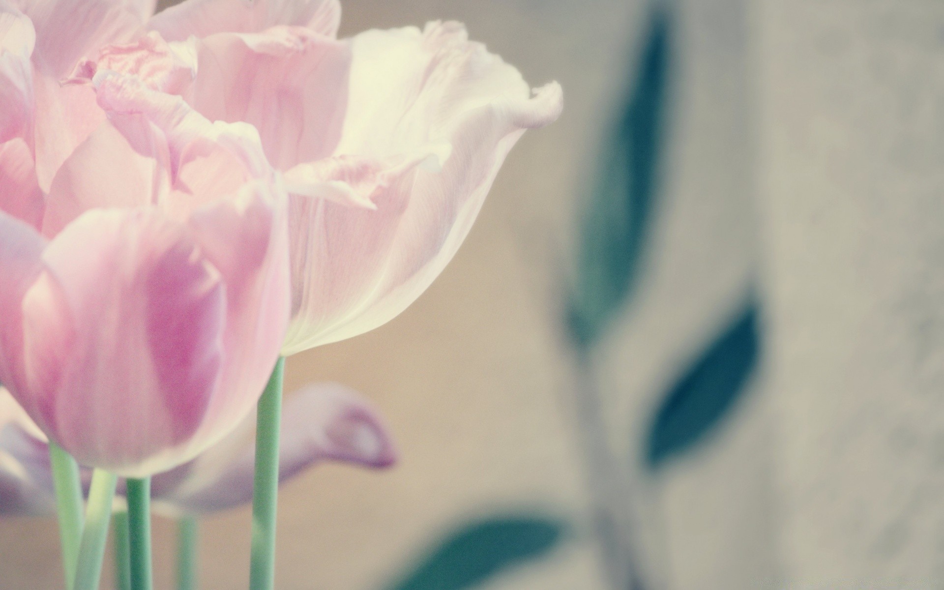 vintage flower nature flora summer leaf romance garden color tulip love blur petal wedding floral bright delicate pastel beautiful