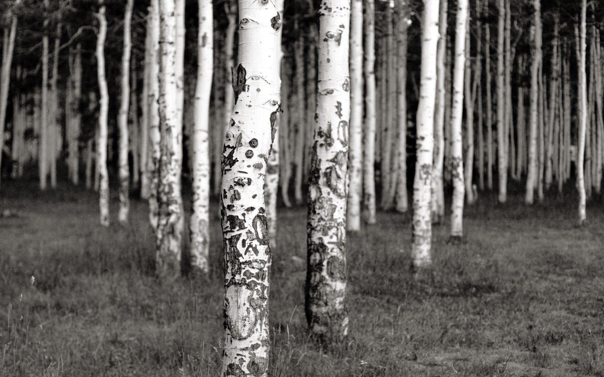 vintage legno albero natura paesaggio all aperto foglia ramo