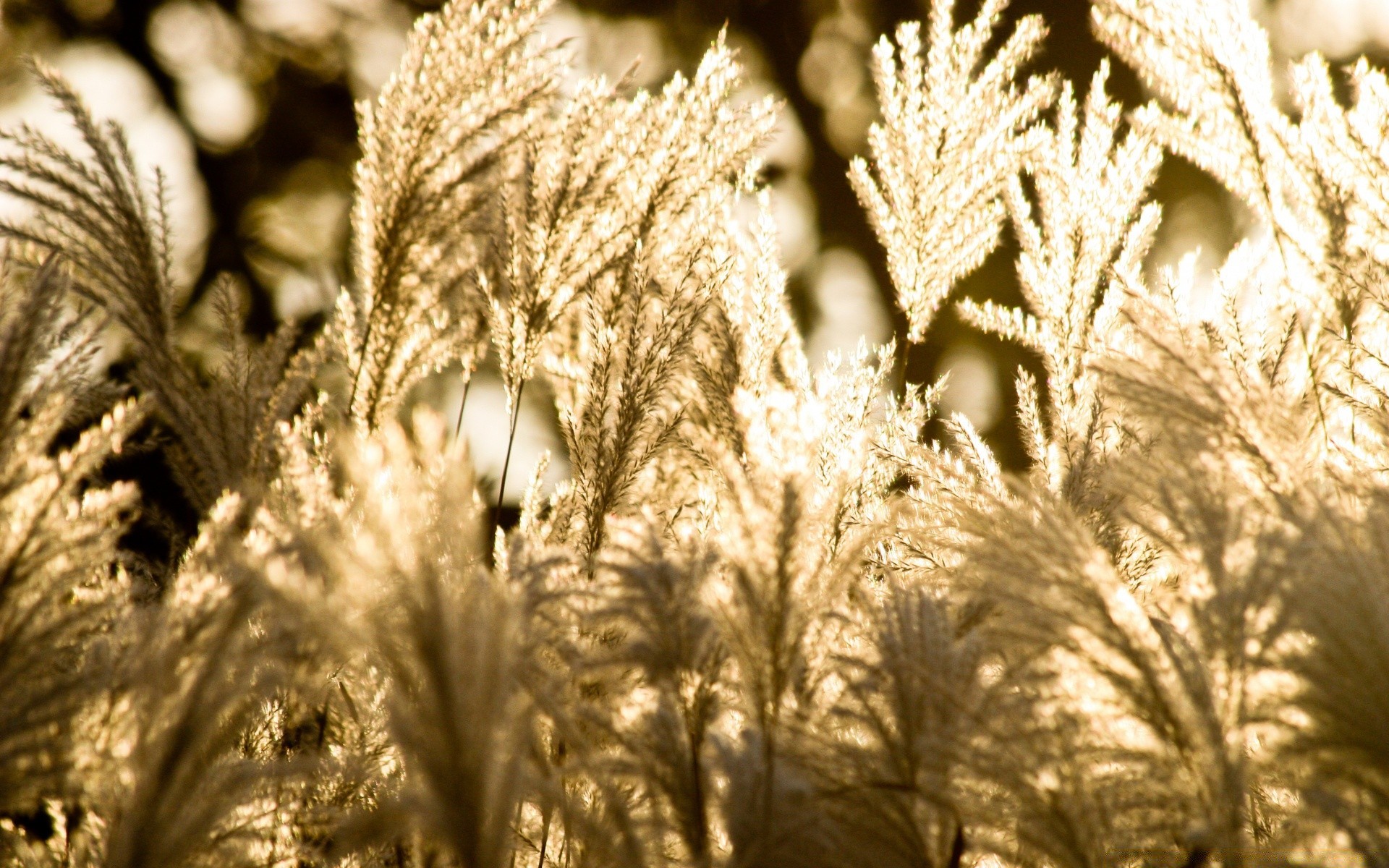 vintage naturaleza al aire libre flora hoja invierno primer plano