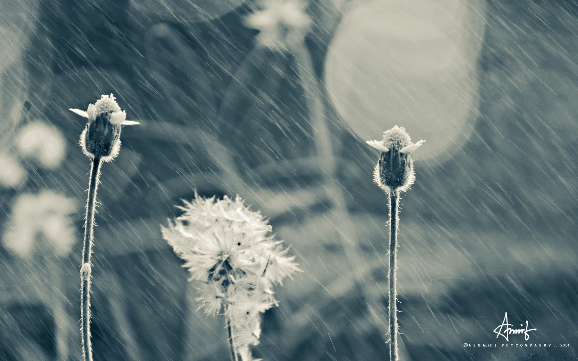 vintage nature été de plein air ciel lumineux