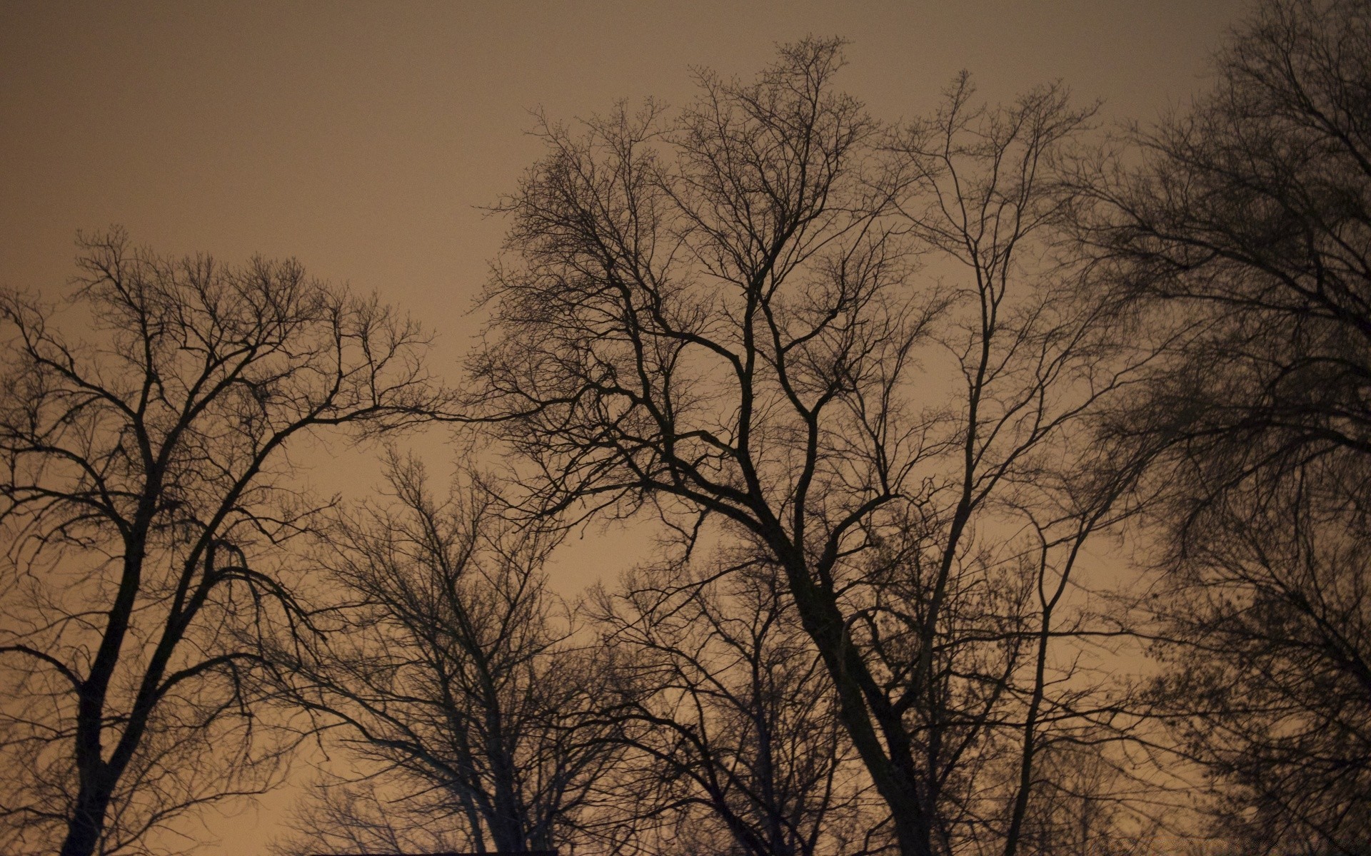 vintage fog tree dawn mist landscape wood fall winter alone nature sun weather silhouette moody backlit branch fair weather oak solitude