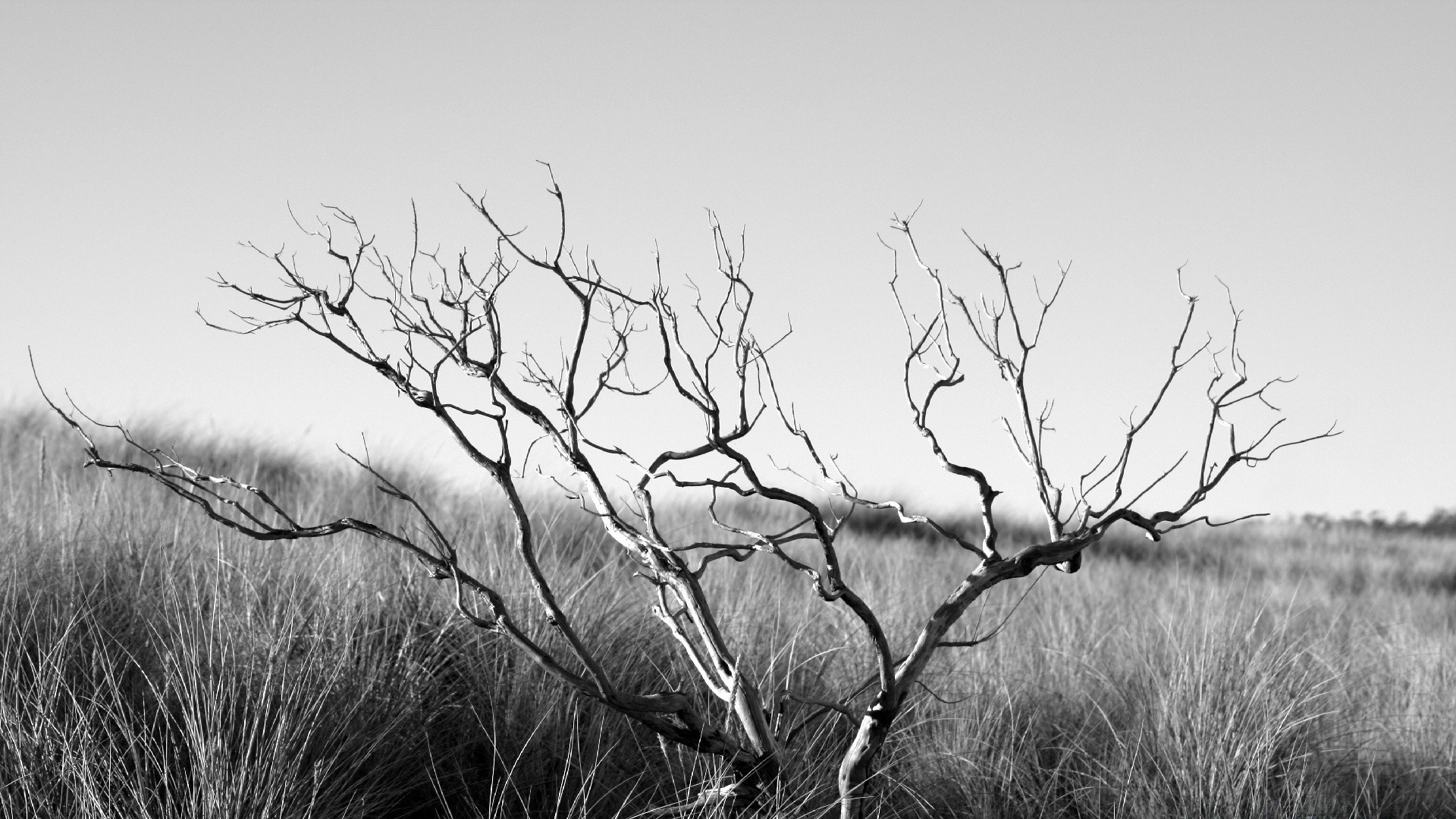 vintage paesaggio albero natura alba cielo legno flora erba nebbia all aperto ramo foglia ambiente singolo tramonto