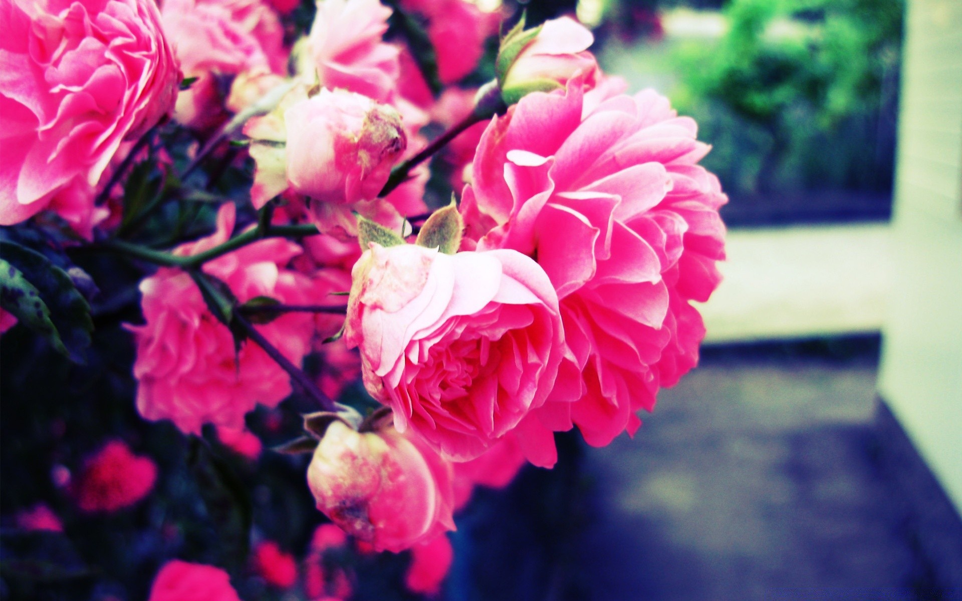 Hoa hồng là loài hoa mang đậm nét đẹp sang trọng, lãng mạn, là biểu tượng của tình yêu và sự trân quý. Hãy chiêm ngưỡng những hình ảnh hoa hồng để tận hưởng vẻ đẹp tinh tế và đầy cảm hứng này.