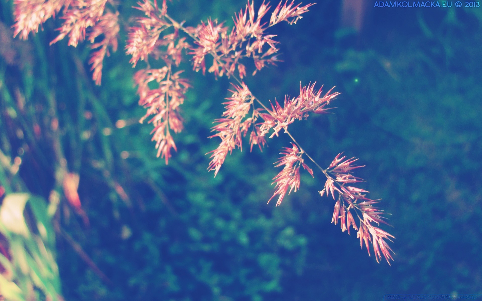 vintage nature flore à l extérieur croissance feuille lumineux beau temps été saison herbe