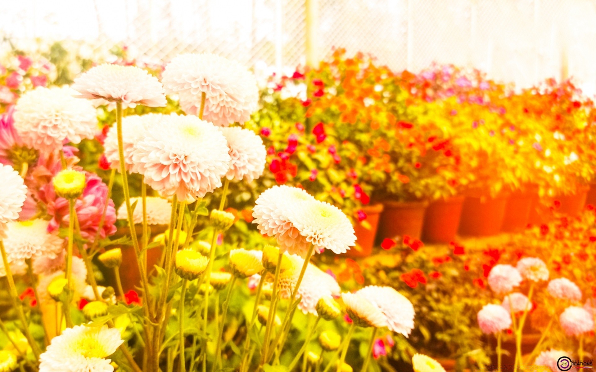 vintage doğa çiçek flora parlak sezon bahçe renk yaprak yaz dekorasyon çimen alan açık havada çiçek tatil