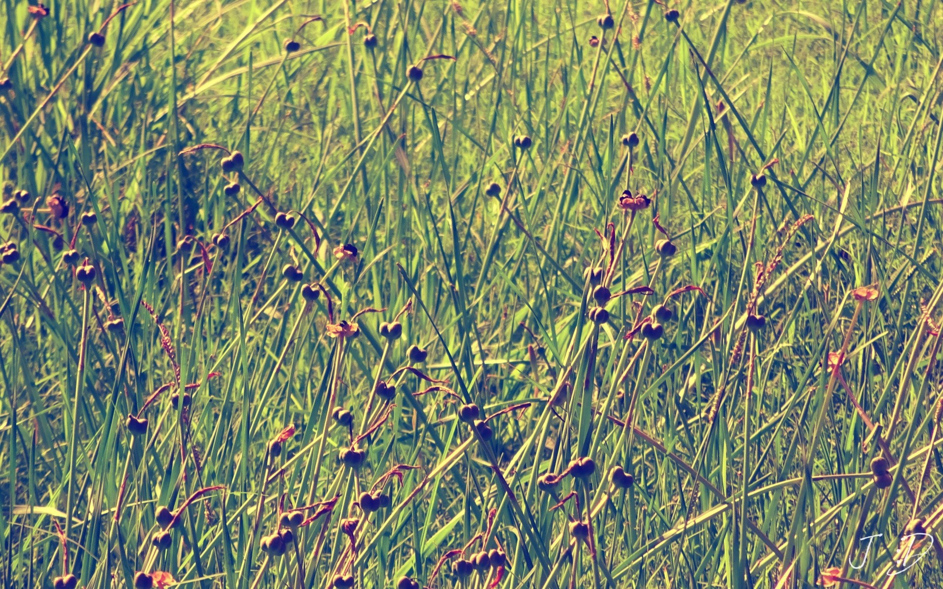 vintage grama flora natureza reed campo área de trabalho verão temporada feno ao ar livre crescimento ambiente folha cor água padrão marcha brilhante flor