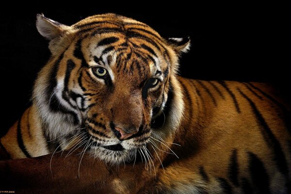 Tigre depredador gato salvaje