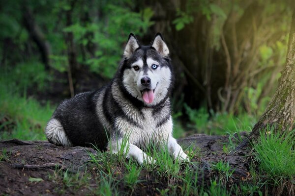 Köpeğin insanının en iyi arkadaşları