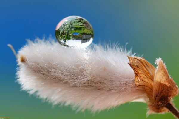 Une goutte d eau sur le nombril de la branche