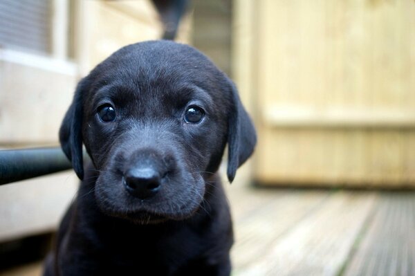 Little puppy portrait