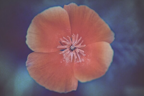 A beautiful scarlet flower delicate