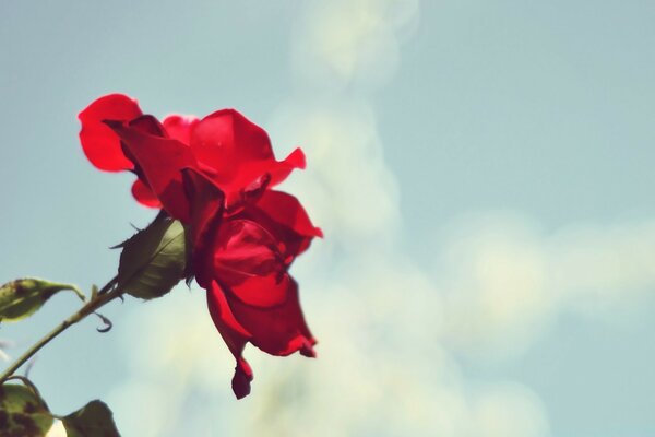 Rote Rose Blume auf Himmelshintergrund