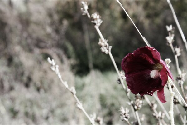 A golden tulip on the background of dried grass stalks