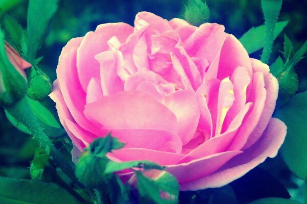 Beautiful Rose with green leaves