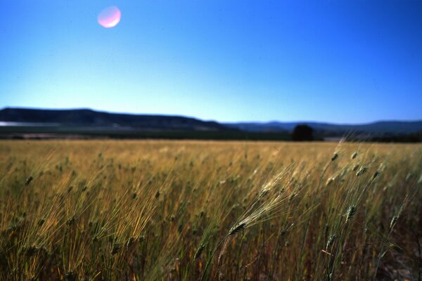 Campo agrícola paisaje fresco