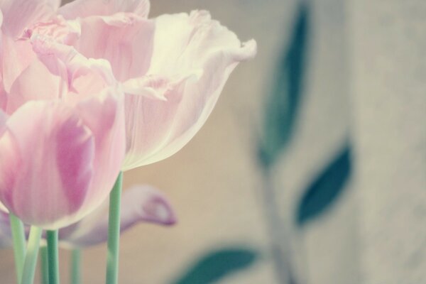 Pink tulips are as delicate as butterflies