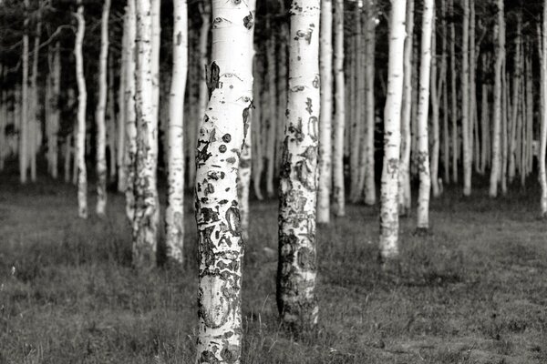 Postes de abedul en el bosque sombrío