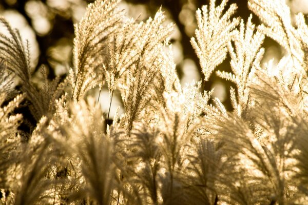 Herbe ressemblant à des plumes d oiseaux