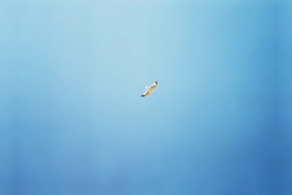 Flying plane in the blue sky