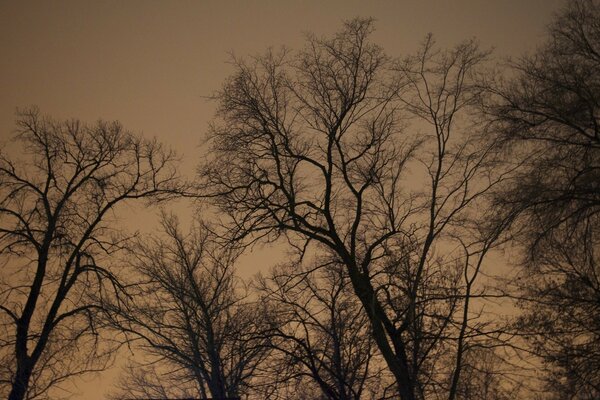 Trees in foggy weather