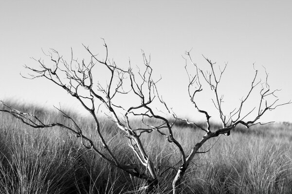 Dead withered tree, black and white