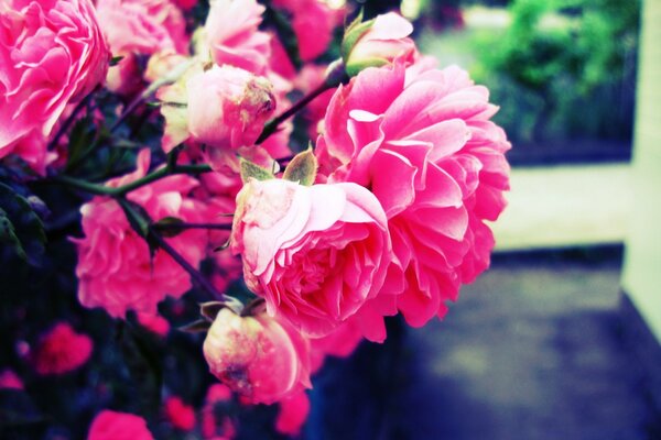 Ein großer Strauß Rosen auf der Fensterbank