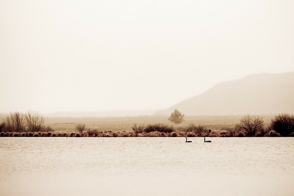 Lago de los cisnes en silencio sudoroso