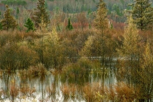 Вінтажне фото пейзажу на природі