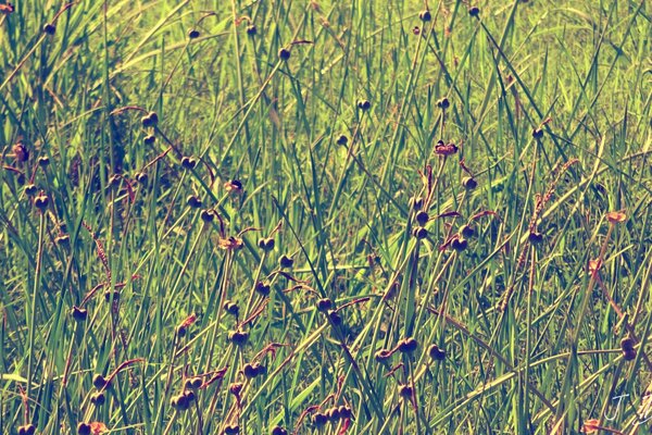 Ordinary dry grass. Seed maturation