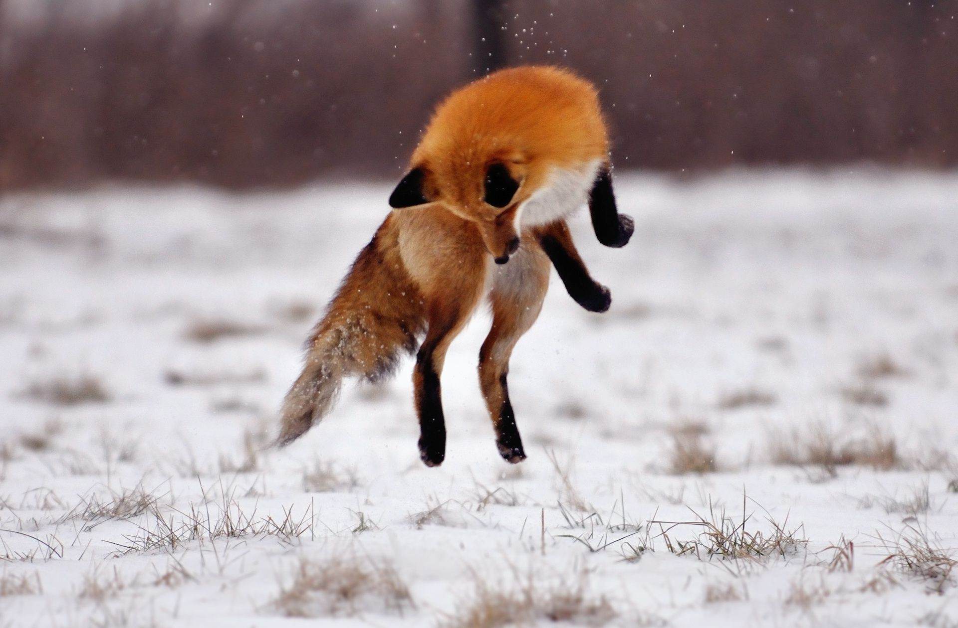 raposa mamífero animal vida selvagem cão natureza neve inverno fofa selvagem pele ao ar livre canino