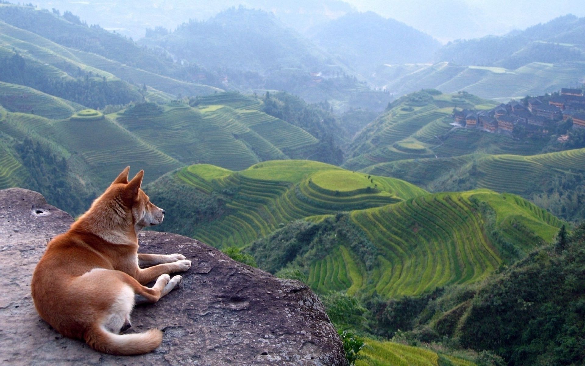 cães montanhas viagens natureza ao ar livre vale paisagem colina céu madeira verão cênica grama