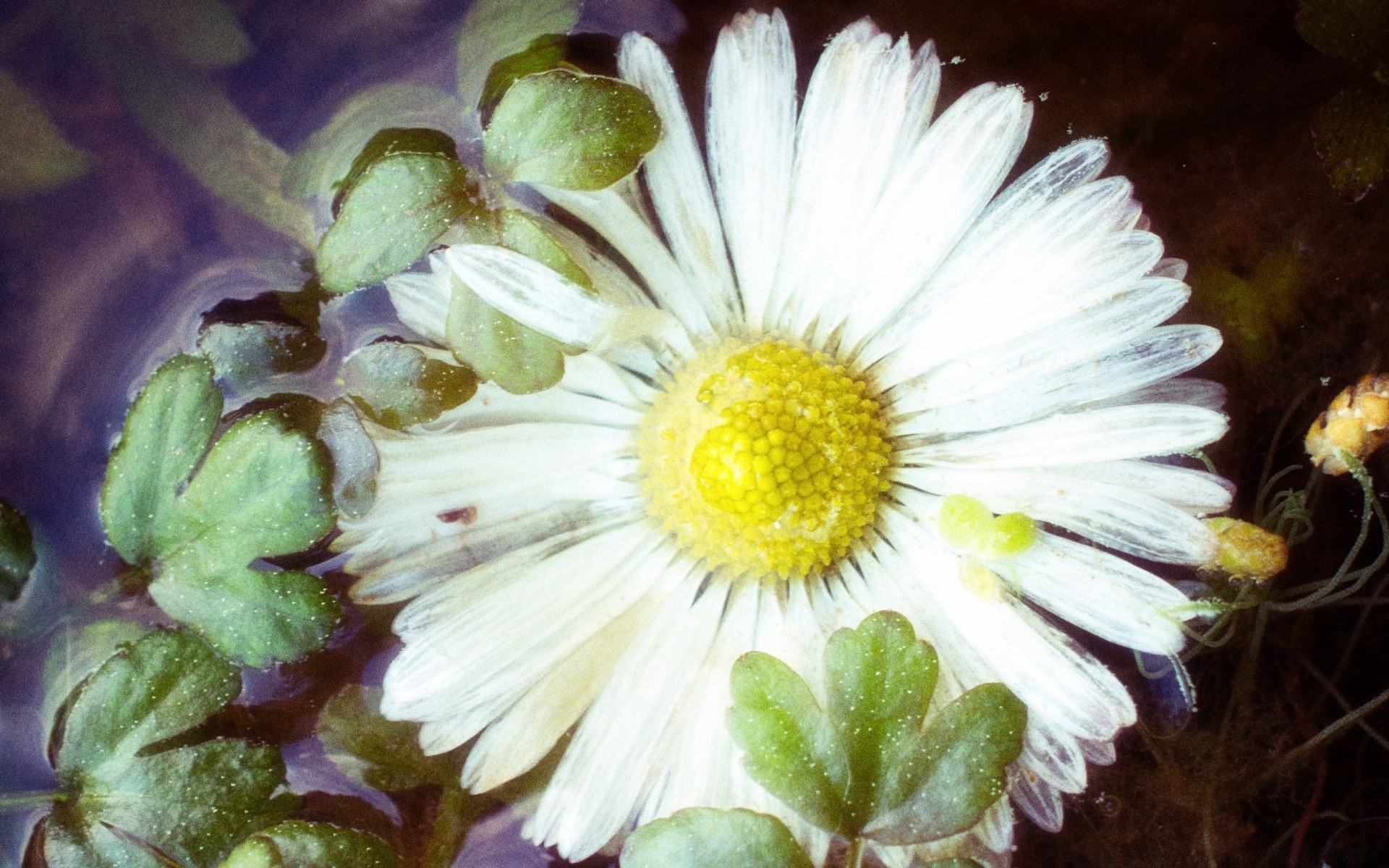 vintage fiore natura flora floreale foglia giardino colore bloom close-up desktop petalo bella luminoso estate