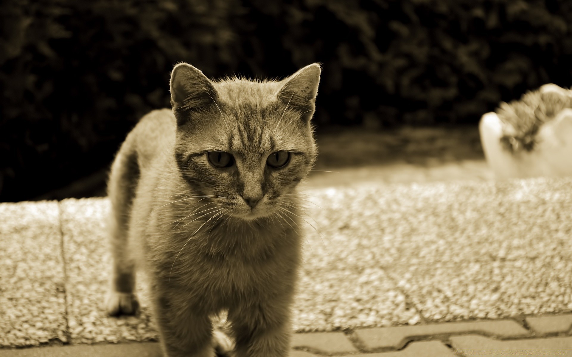 vintage gatto animale animale domestico mammifero carino ritratto gattino pelliccia natura occhio domestico