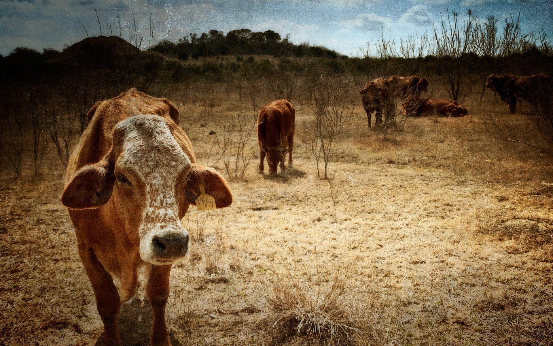 jahrgang rinder kuh säugetier landwirtschaft lebende tiere bauernhof stier kalb ländliche tier gras heuhaufen rindfleisch weide feld herde ackerland landschaft milch