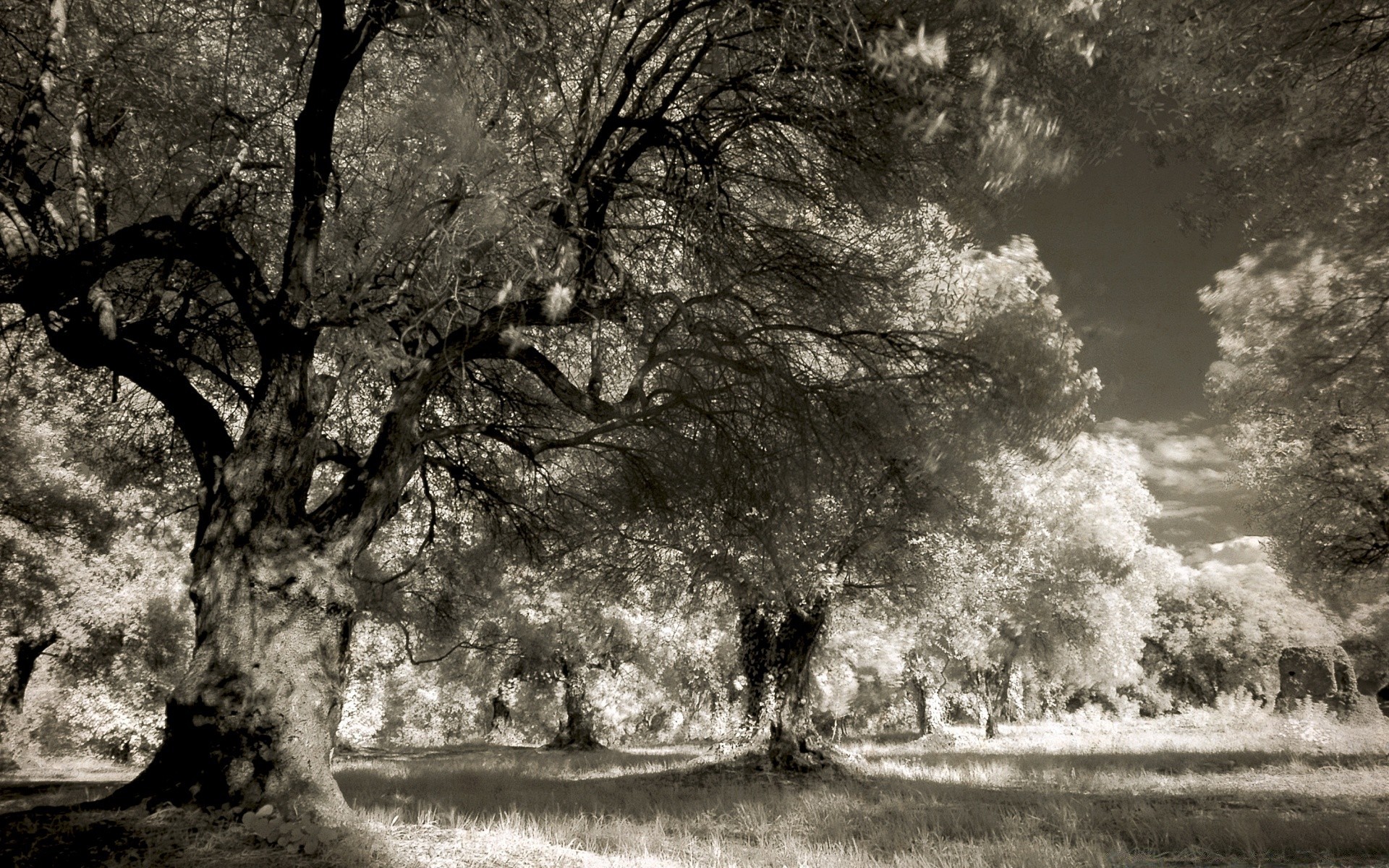 jahrgang holz landschaft monochrom natur holz park nebel im freien herbst winter blatt zweig nebel infrarot wetter