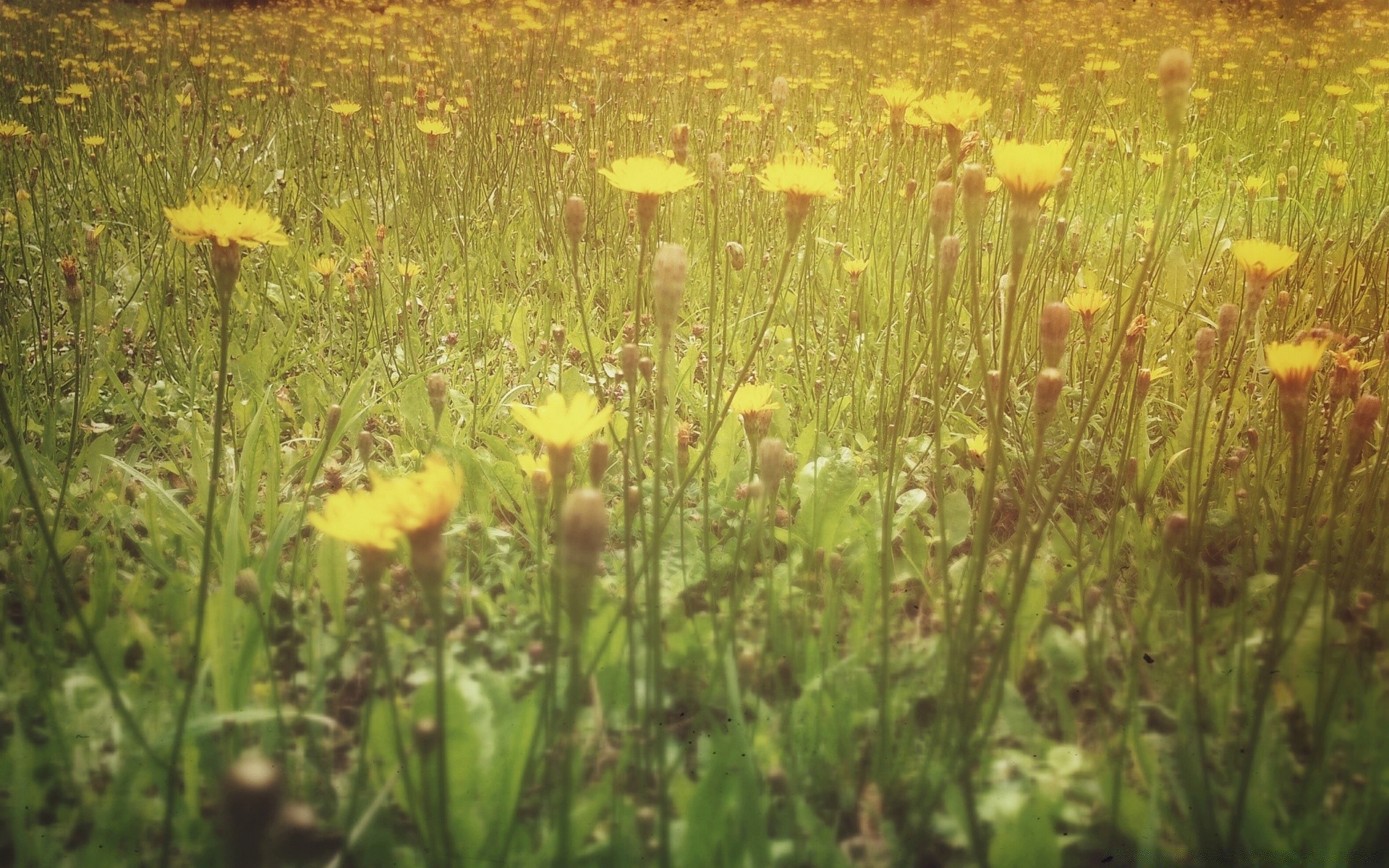 vintage erba natura estate bel tempo sole crescita all aperto selvaggio flora fieno fiore alba campo rurale paesaggio campagna ambiente pascolo parco